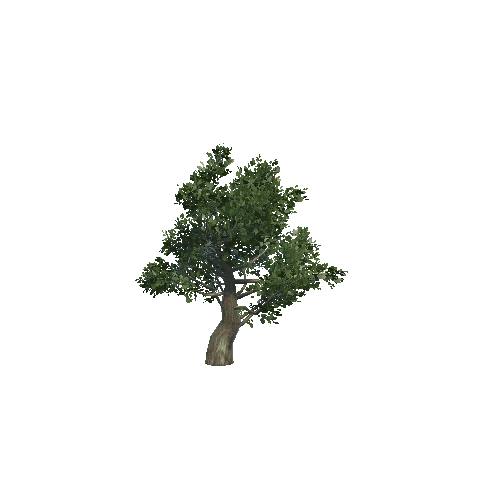 oak 1